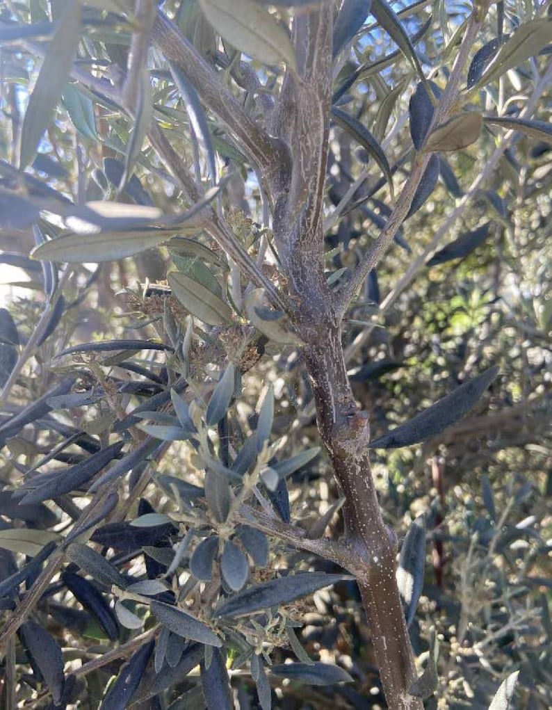May include: Close-up of an olive tree branch with slender, gray-green leaves. The bark is a textured brown, with small buds and new growth visible. The image is well-lit, highlighting the details of the foliage and the tree's structure.