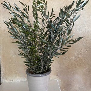 May include: A white ceramic vase with a gray rim holds a bundle of olive branches. The olive branches have long, slender green leaves. The vase is set against a textured, light-colored wall.