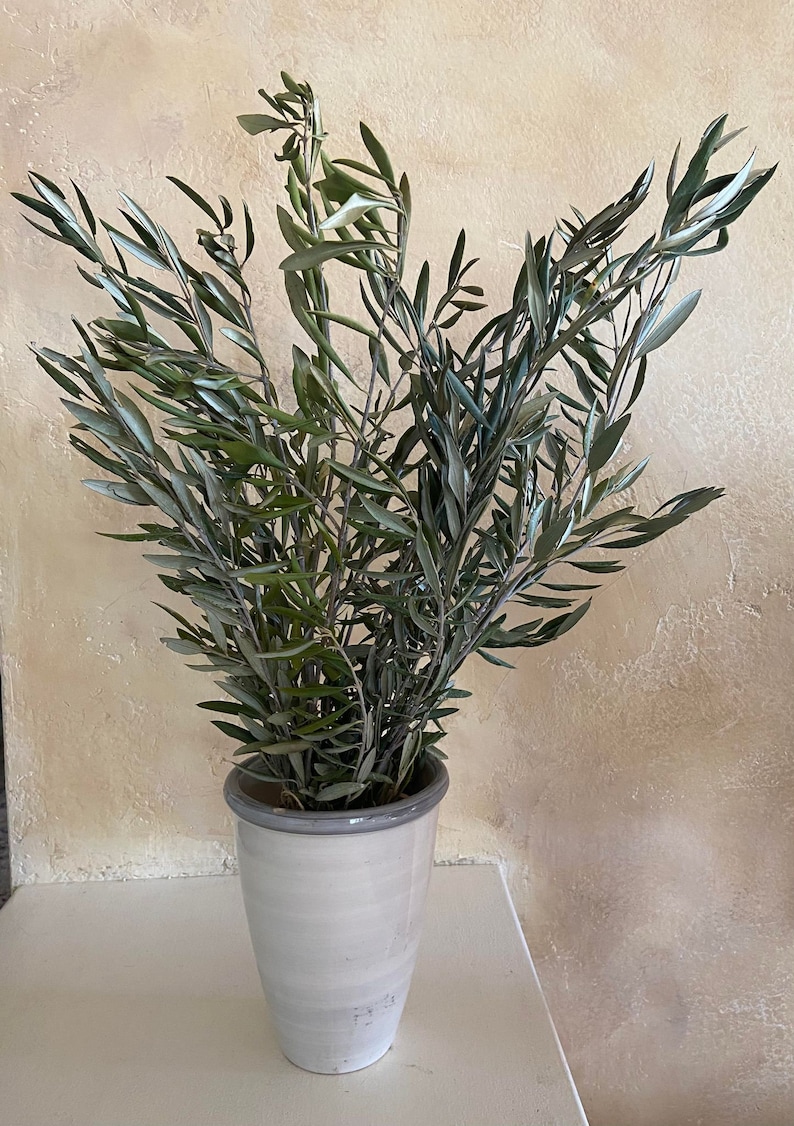 May include: A white ceramic vase with a gray rim holds a bundle of olive branches. The olive branches have long, slender green leaves. The vase is set against a textured, light-colored wall.