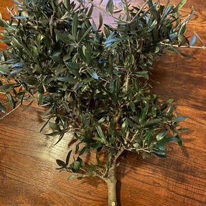 May include: A fresh olive branch with numerous green leaves and small branches. The olive branch is set against a warm, brown wooden surface, creating a natural and rustic aesthetic. The leaves are a vibrant green, and the wood has a rich, polished finish.