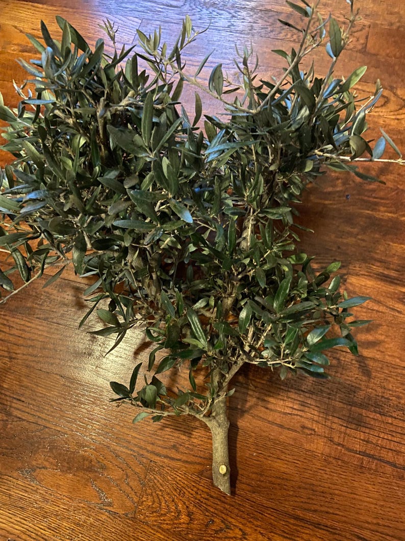 May include: A fresh olive branch with numerous green leaves and small branches. The olive branch is set against a warm, brown wooden surface, creating a natural and rustic aesthetic. The leaves are a vibrant green, and the wood has a rich, polished finish.