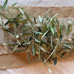 May include: Olive branches with green leaves are arranged on a burlap and lace table runner. The leaves have a natural, organic appearance, and the runner adds a rustic touch. The arrangement is suitable for home decor.