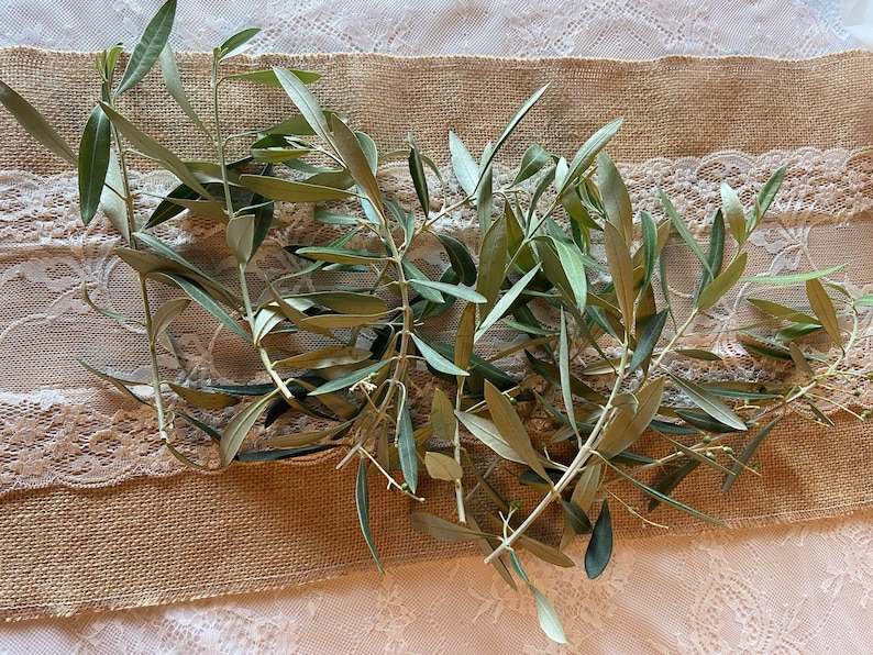 May include: Olive branches with green leaves are arranged on a burlap and lace table runner. The leaves have a natural, organic appearance, and the runner adds a rustic touch. The arrangement is suitable for home decor.