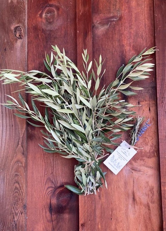 Fresh or Dried Olive Branches organic grown on our Lodi, California Lavender and Mediterranean Botanical Farm. Pesticide Free