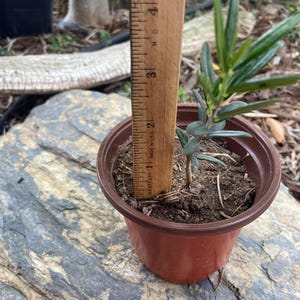 May include: A small potted plant with green leaves, approximately 3 inches tall, is measured with a wooden ruler. The plant is in a brown plastic pot, sitting on a gray rock. The background is blurred.