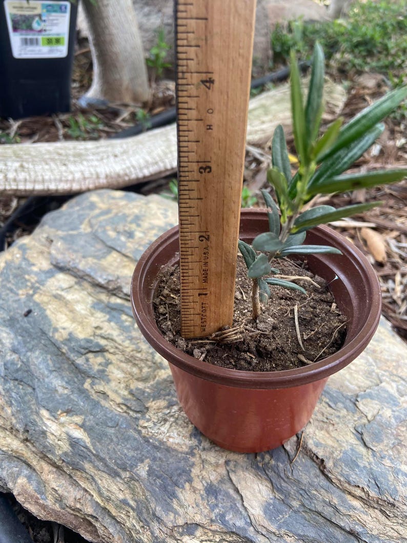 May include: A small potted plant with green leaves, approximately 3 inches tall, is measured with a wooden ruler. The plant is in a brown plastic pot, sitting on a gray rock. The background is blurred.