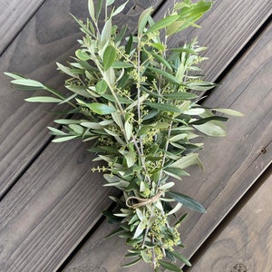 May include: A bundle of fresh olive branches with green leaves and small, budding flowers, tied together with twine. The olive branches are arranged on a weathered, gray wooden surface.