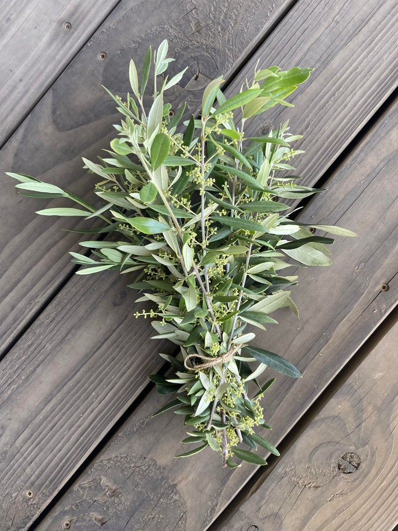 May include: A bundle of fresh olive branches with green leaves and small, budding flowers, tied together with twine. The olive branches are arranged on a weathered, gray wooden surface.
