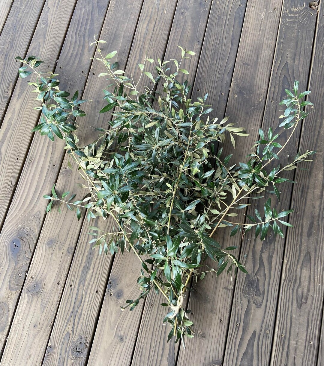 Fresh Olive Branches From Our Lodi California Lavender & Etsy