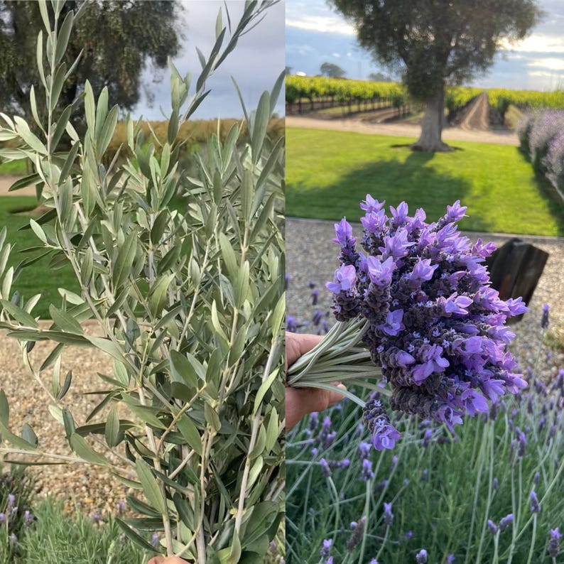 May include: A split image featuring fresh olive branches and a bouquet of lavender. The olive branches have long, slender green leaves. The lavender bouquet is a vibrant purple, held against a backdrop of a vineyard and a tree.