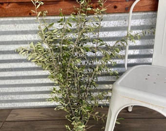 Fresh or Dried Olive Branches organic grown on our Lodi, California Lavender and Mediterranean Botanical Farm. Pesticide Free