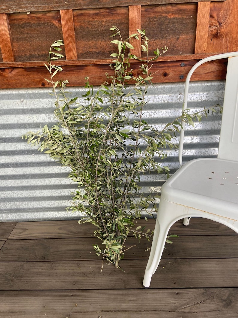 May include: A bundle of dried greenery with slender stems and small green leaves. The foliage has a mix of green and light brown hues. The greenery is placed on a dark wooden surface, with a white metal chair in the background.