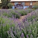 Vigna del Sole FARMSTEAD
