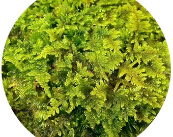 Brocade Moss - (Hypnum imponens)