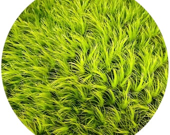 Boulder Broom Moss - (Dicranum fulvum)