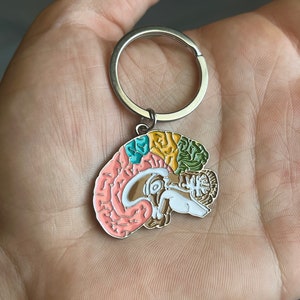 Può includere: Un portachiavi argentato con un ciondolo colorato a forma di anatomia del cervello. Il ciondolo presenta una sezione trasversale dettagliata del cervello, con sezioni evidenziate in rosa, blu, giallo e verde. Il portachiavi è tenuto in una mano.