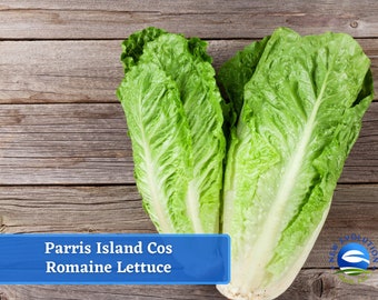 May include: Two heads of green romaine lettuce on a wooden surface. The lettuce is labeled "Parris Island Cos Romaine Lettuce".
