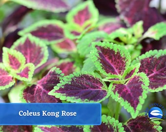 May include: Close-up of a Coleus Kong Rose plant with vibrant green and burgundy leaves. The leaves have a scalloped edge and a mottled pattern.