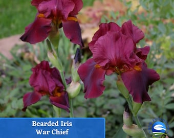 May include: Three deep burgundy bearded iris flowers with ruffled petals and orange-yellow beards on green stems. A blue rectangular label at the bottom displays the white text "Bearded Iris War Chief" and a circular logo for New Evolution Farm, LLC.
