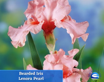 May include: A Lenora Pearl bearded iris flower with ruffled, soft pink petals and a vibrant orange center. A blue rectangular label at the bottom displays the text 'Bearded Iris Lenora Pearl' and a circular logo for New Evolution Farm, LLC.