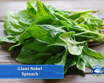 May include: A bunch of fresh, green Giant Nobel Spinach leaves on a wooden surface. The leaves are large and have a glossy finish.