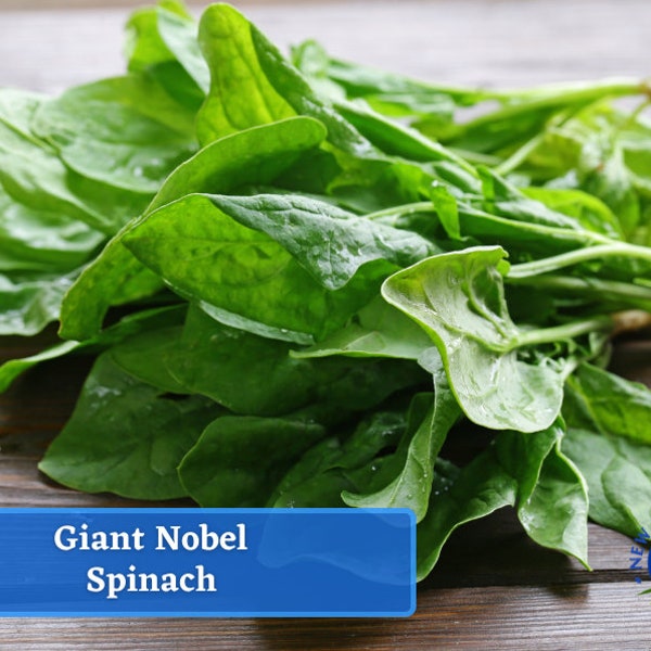 Spinach - Giant Noble Spinach Seeds - Heirloom Seed Packet, Non-GMO