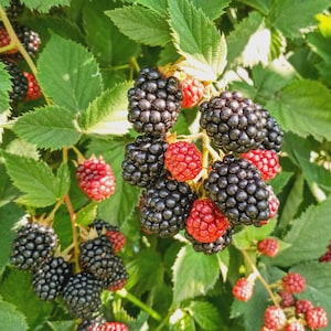 May include: Close-up of a blackberry bush with ripe, dark purple blackberries and some unripe red berries. The berries are clustered together on green stems with green leaves. The image is well-lit, showing the details of the berries.