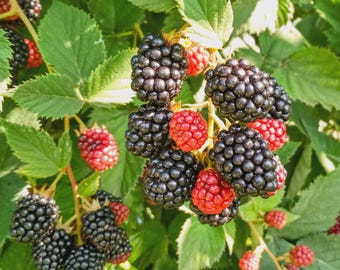 May include: A cluster of blackberries on a green leafy vine, featuring several ripe, dark black, textured berries mixed with smaller, firm, bright red, unripe berries. The fruit is attached to thin stems surrounded by serrated green leaves.