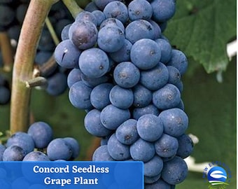 Concord Seedless Grape Vine Plant Bareroot