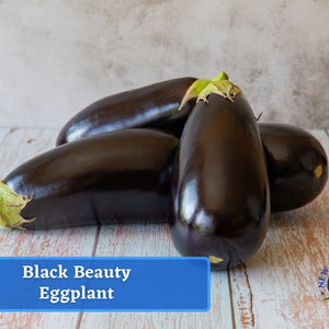 Eggplant - Black Beauty Eggplant Seeds - Heirloom Seed Packet, Non-GMO