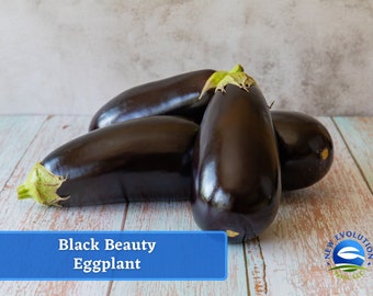 May include: Four dark purple Black Beauty eggplants on a light wood surface. The eggplants are arranged in a pile, with the largest one on top. The text "Black Beauty Eggplant" is visible in the lower left corner of the image.