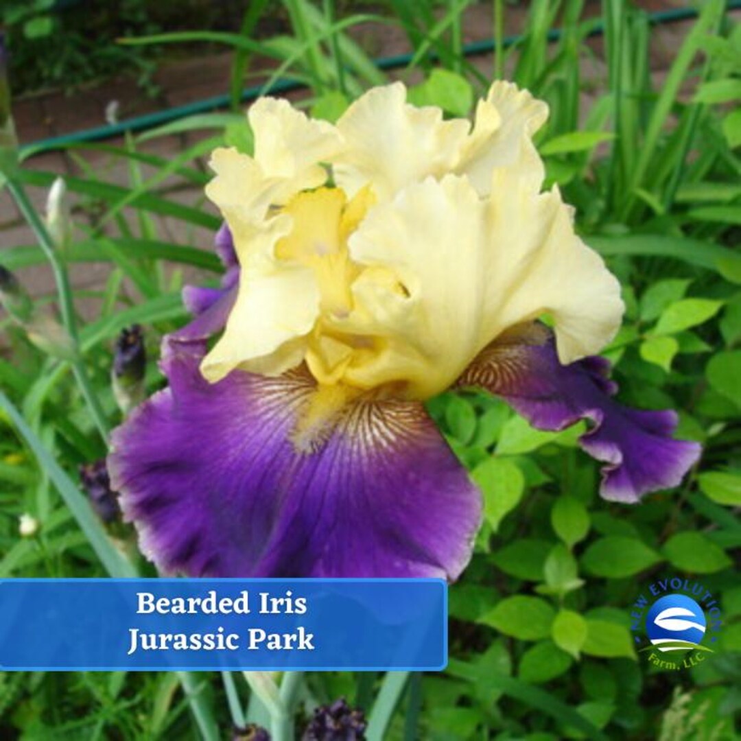 Jurassic Park Reblooming Bearded Iris Germanica Bare Root Rhizome Etsy
