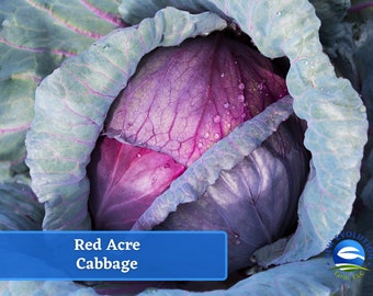 Cabbage - Red Acre Cabbage Seeds - Heirloom Seed Packet, Non-GMO