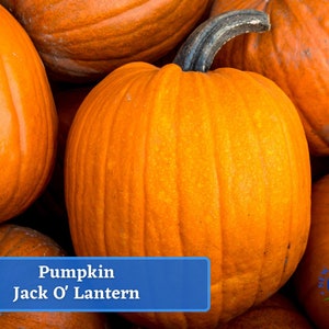 Pumpkin - Jack O Lantern Pumpkin Seeds - Heirloom Seed Packet, Non-GMO
