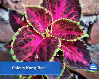 May include: Coleus Kong Red plant with dark green, pink, and burgundy leaves. The leaves have a scalloped edge.