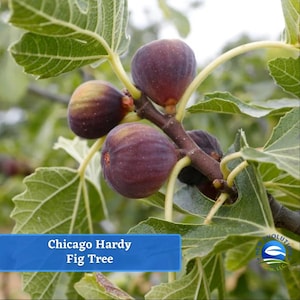 May include: Close-up of a fig tree branch with several ripe figs. The figs are a deep purple color with a slightly textured surface. The leaves are green and the text "Chicago Hardy Fig Tree" is in a blue box.