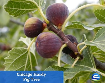 Chicago Hardy Fig Tree - Cold Hardy to Zone 5, Live Plant Ficus Carica for Northern Gardens