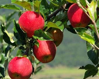 Dwarf Liberty Apple Tree, G.41 Rootstock, Disease-Resistant, McIntosh-Type, Patio-Friendly, Self-Pollinating
