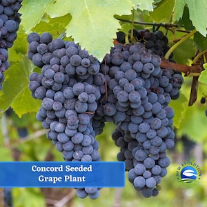 Concord Seeded Grape Vine Plant Bareroot