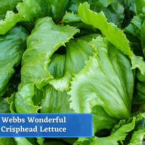 Lettuce, Crisphead - Webbs Wonderful Lettuce Seeds - Heirloom Seed Packet, Non-GMO