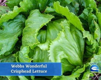 May include: Close-up of a head of green Webb's Wonderful Crisphead Lettuce. The lettuce is tightly packed and has a bright green color.