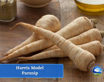 May include: A close-up of several pale brown parsnips on a wooden surface. The parsnips are arranged in a pile, with the tops of the parsnips visible. The text "Harris Model Parsnip" is visible in the lower left corner of the image.