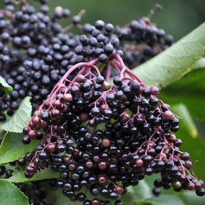 May include: A white ceramic mug with a black handle and the text "But First, Coffee" in a black, bold font. The mug is sitting on a wooden surface.