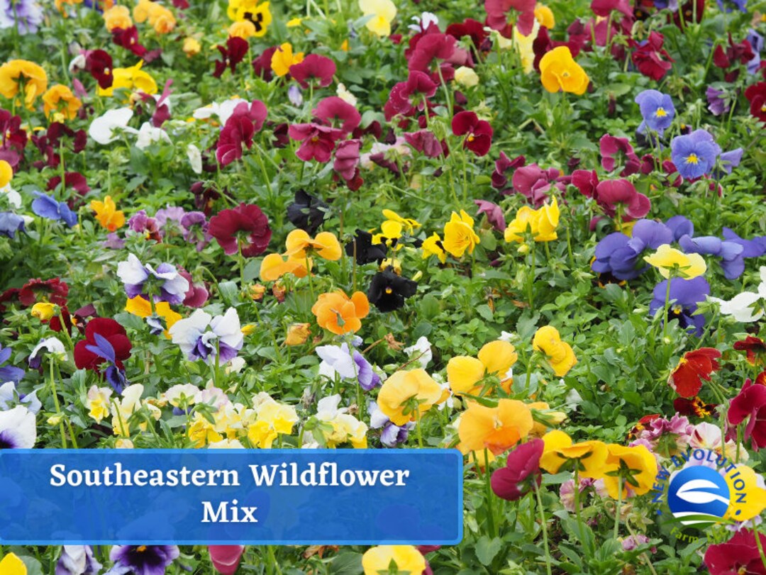 Southeastern Wildflower Seed Mix Wildflower Seed Packets, Nongmo, Open