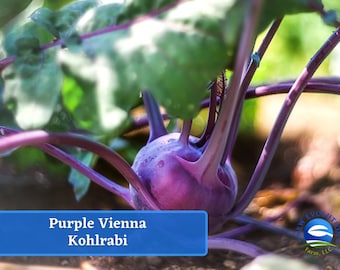 May include: A close-up of a purple Vienna Kohlrabi growing in a garden. The Kohlrabi is round and has a smooth, purple skin. The plant has green leaves and purple stems.