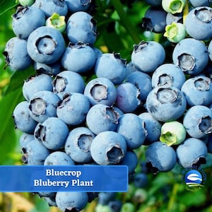 May include: Close-up of a cluster of ripe blueberries, a vibrant blue color, on a blueberry plant. The text "BlueCrop Blueberry Plant" is visible at the bottom of the image.