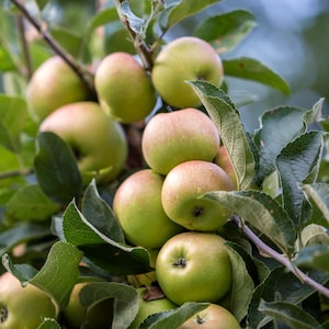 Dwarf Pristine Apple Tree, G.41 Rootstock, Disease-Resistant, Patio-Friendly, Self-Pollinating, Zones 4-9