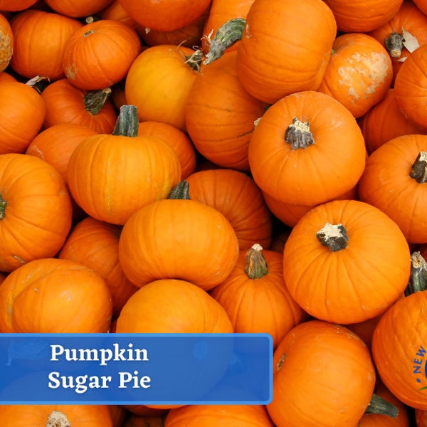 Fresh Pumpkin Seeds - Sugar Pie Non-GMO Heirloom Vegetable Seeds For Summer Planting