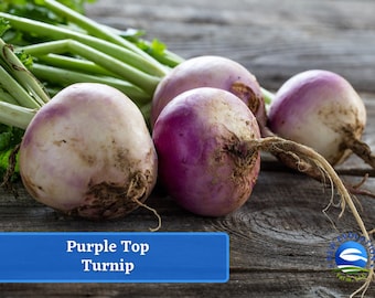 May include: Purple top turnips with green tops on a wooden surface. The text "Purple Top Turnip" is displayed on a blue banner.