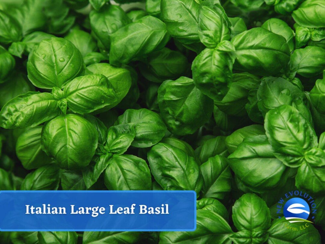 Basil Italian Large Leaf Basil Seeds Heirloom Herb Seed Etsy